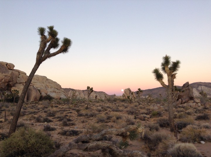 Joshua Tree, California